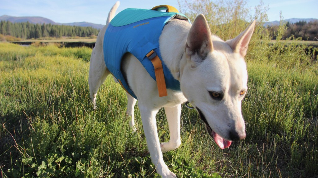 Revisión del chaleco salvavidas Ruffwear Float Coat: este chaleco salvavidas pasó la prueba de comodidad, la cola de nuestro perro siempre se movĆa...
