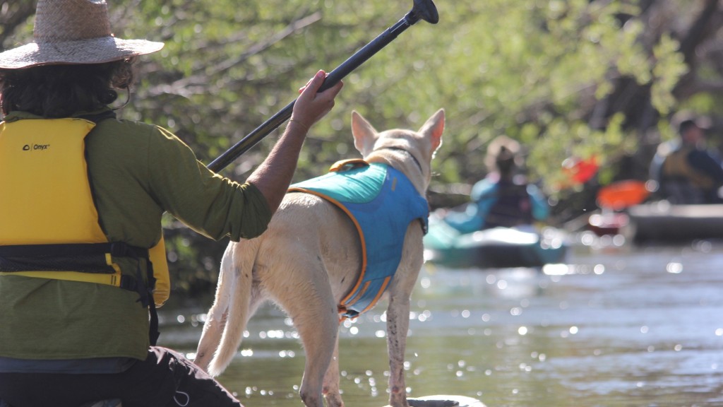 Revisión del chaleco salvavidas Ruffwear Float Coat: el abrigo flotante Ruffwear proporciona flotabilidad en la parte superior y debajo de tu...